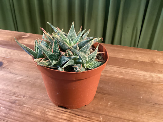 Gaster Aloe