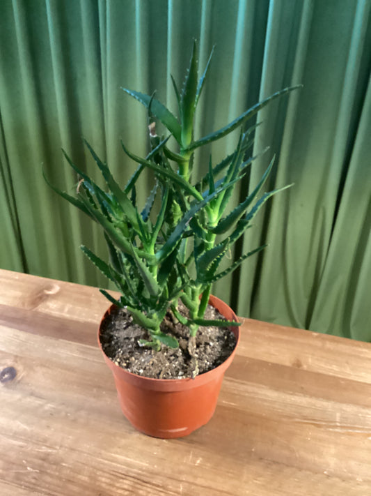 Aloe Arborescens