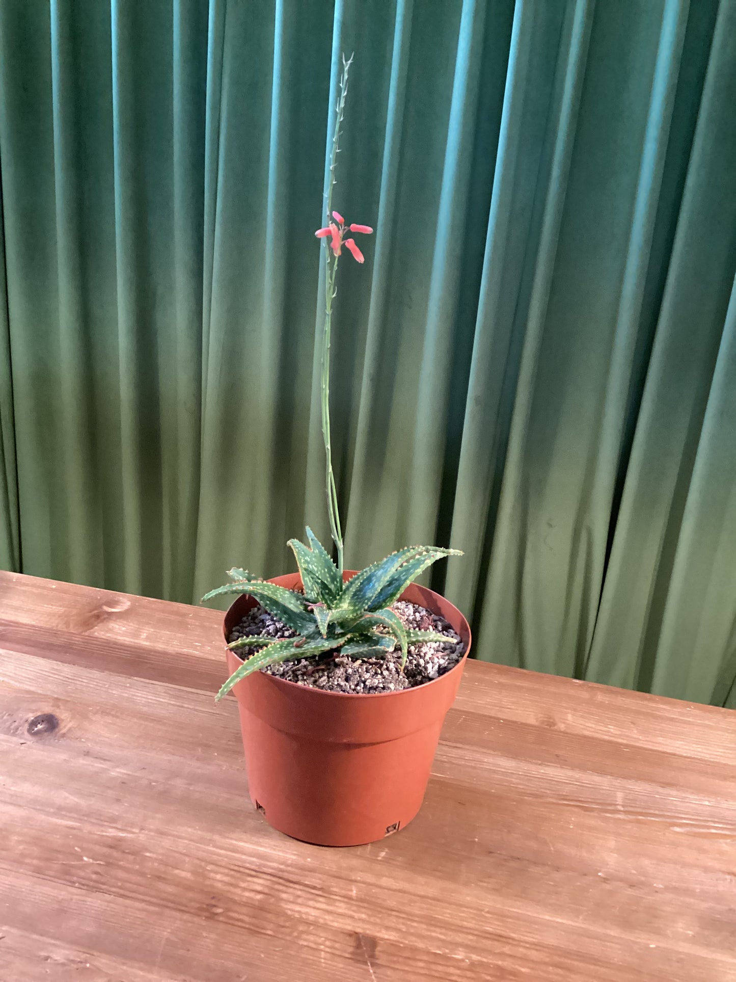 Aloe Vito