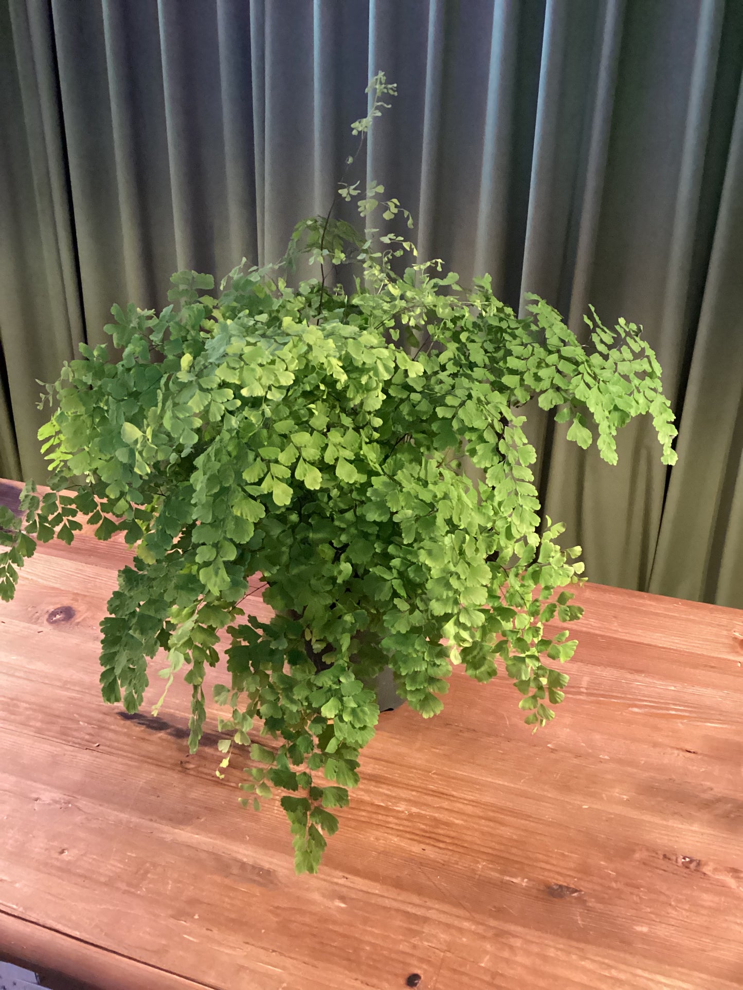 Maidenhair Fern