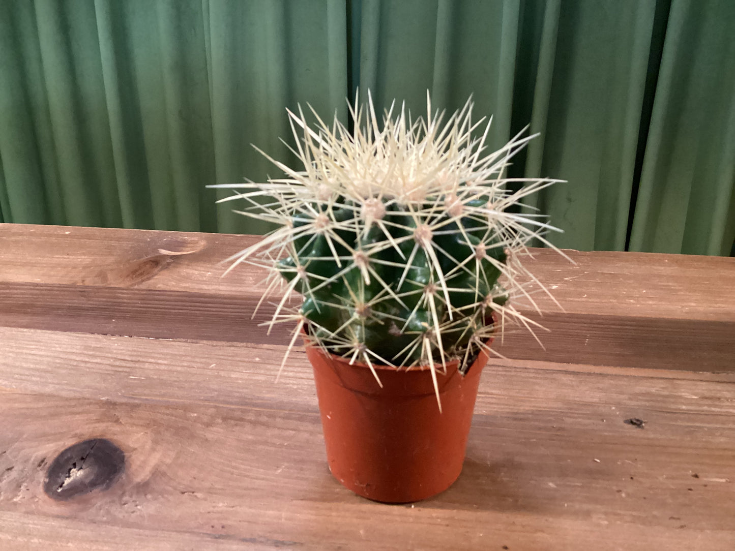 Echino Cactus