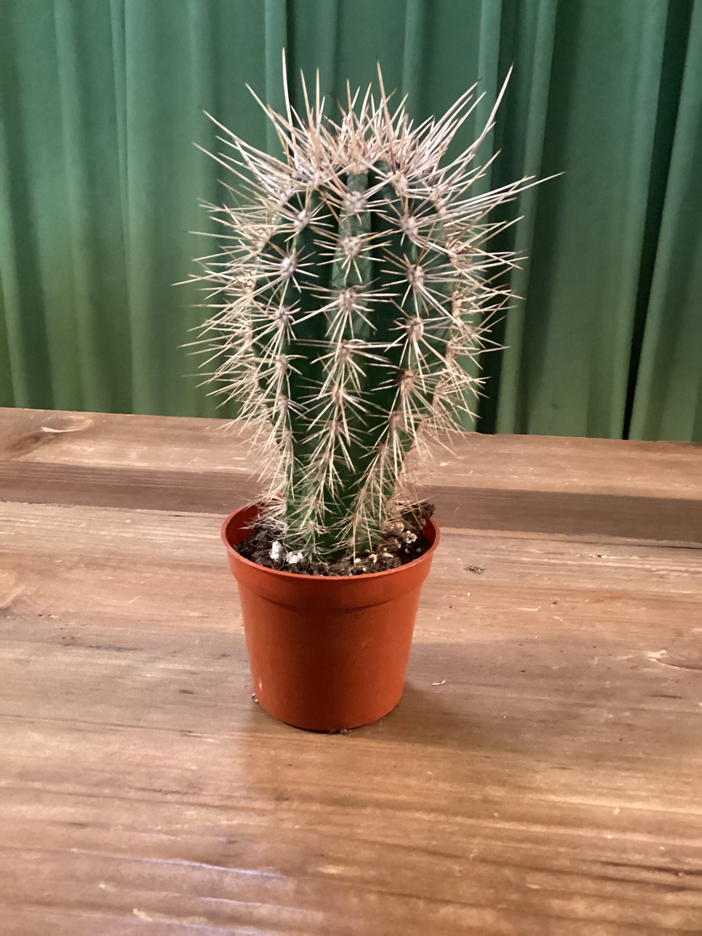 Scarlet Hedgehog Cactus