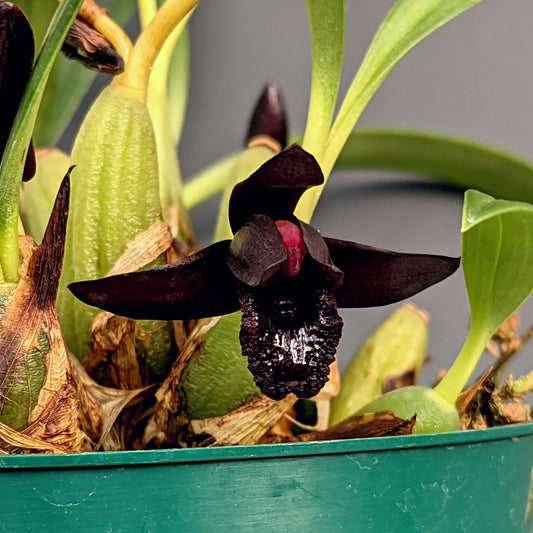 Maxillaria Schunkeana Black Orchid