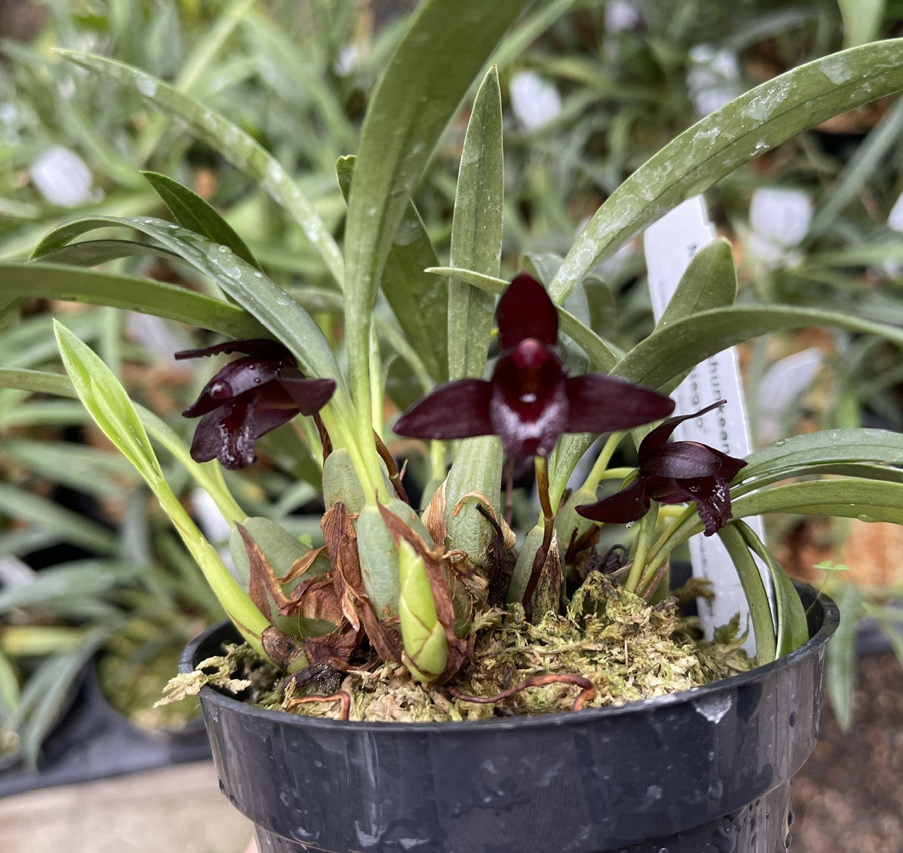 Maxillaria Schunkeana Black Orchid