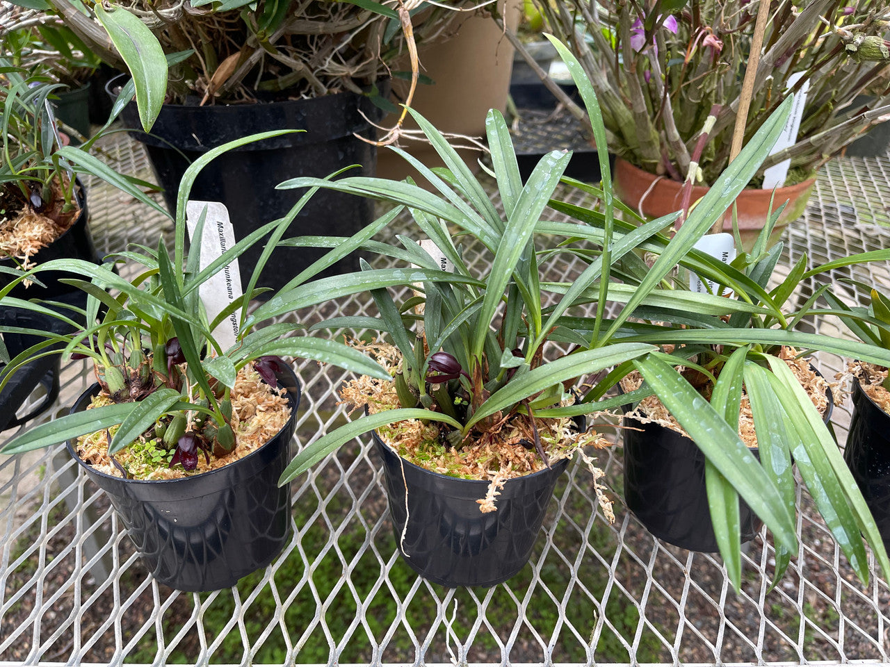 Maxillaria Schunkeana Black Orchid