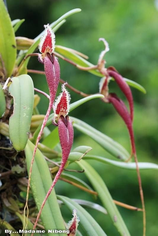 Orchid Bulbophyllum Facinator