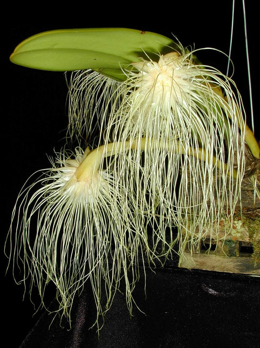 Orchid Bulbophyllum Medusae