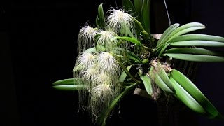 Orchid Bulbophyllum Medusae