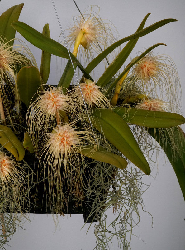 Orchid Bulbophyllum Medusae x Perseus