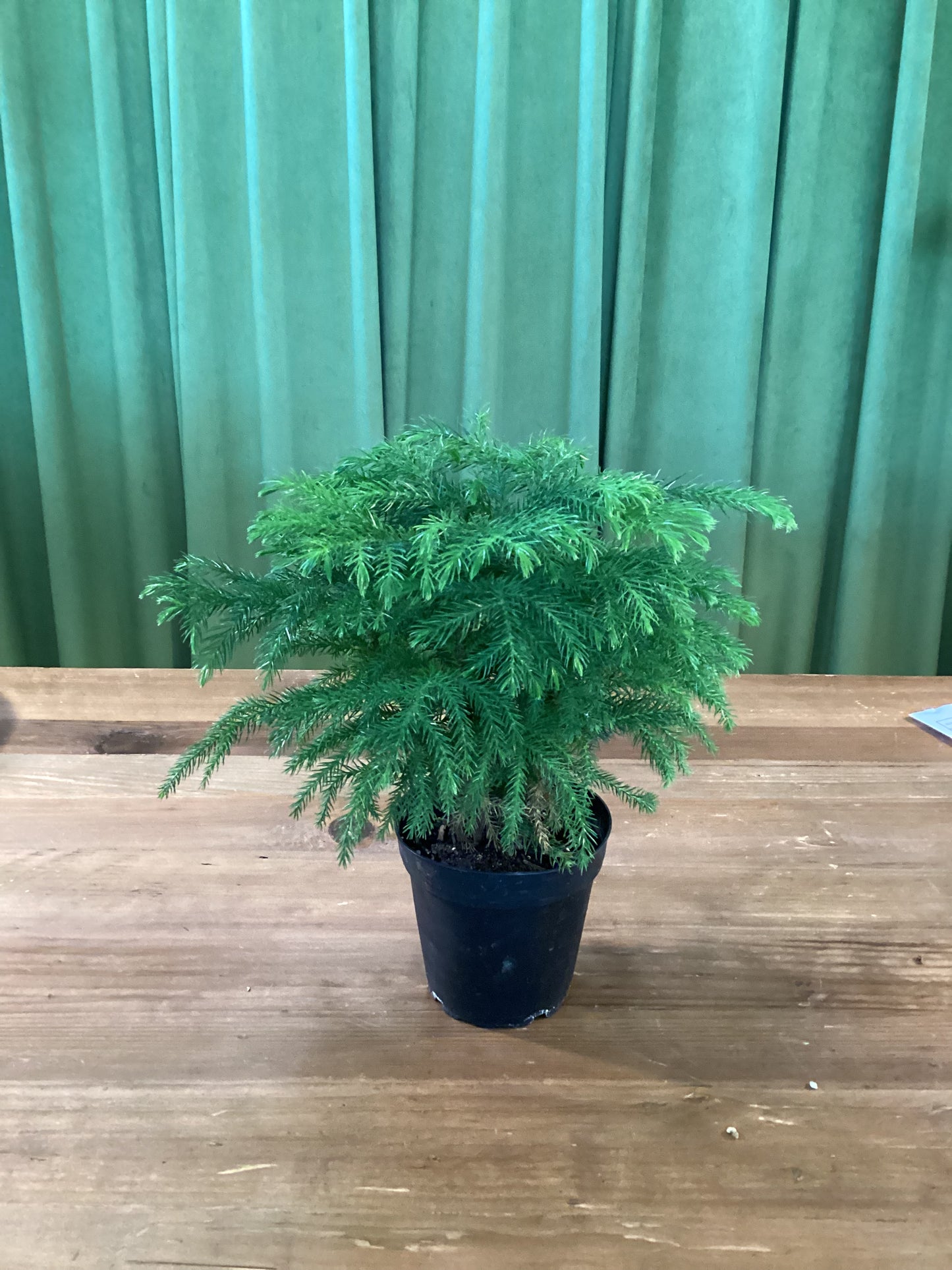 Norfolk Pine