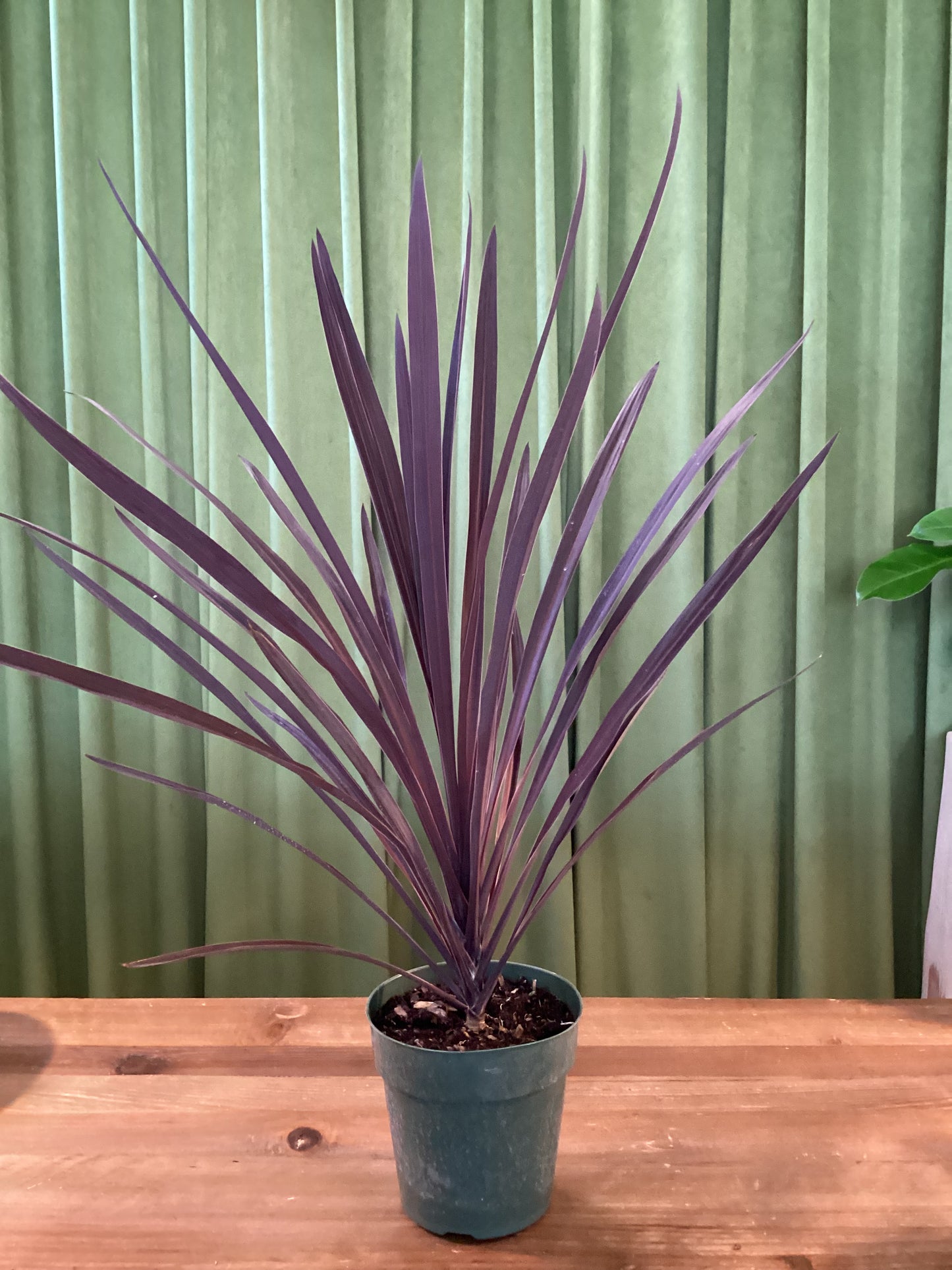 6in Cordyline