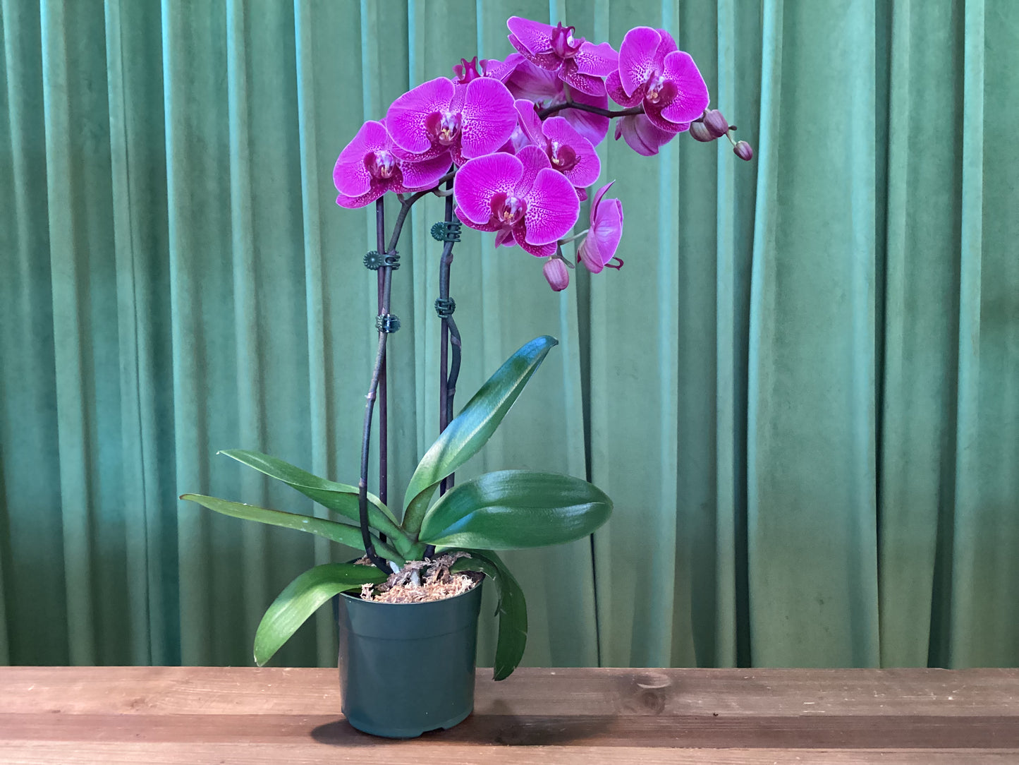 Double Orchid