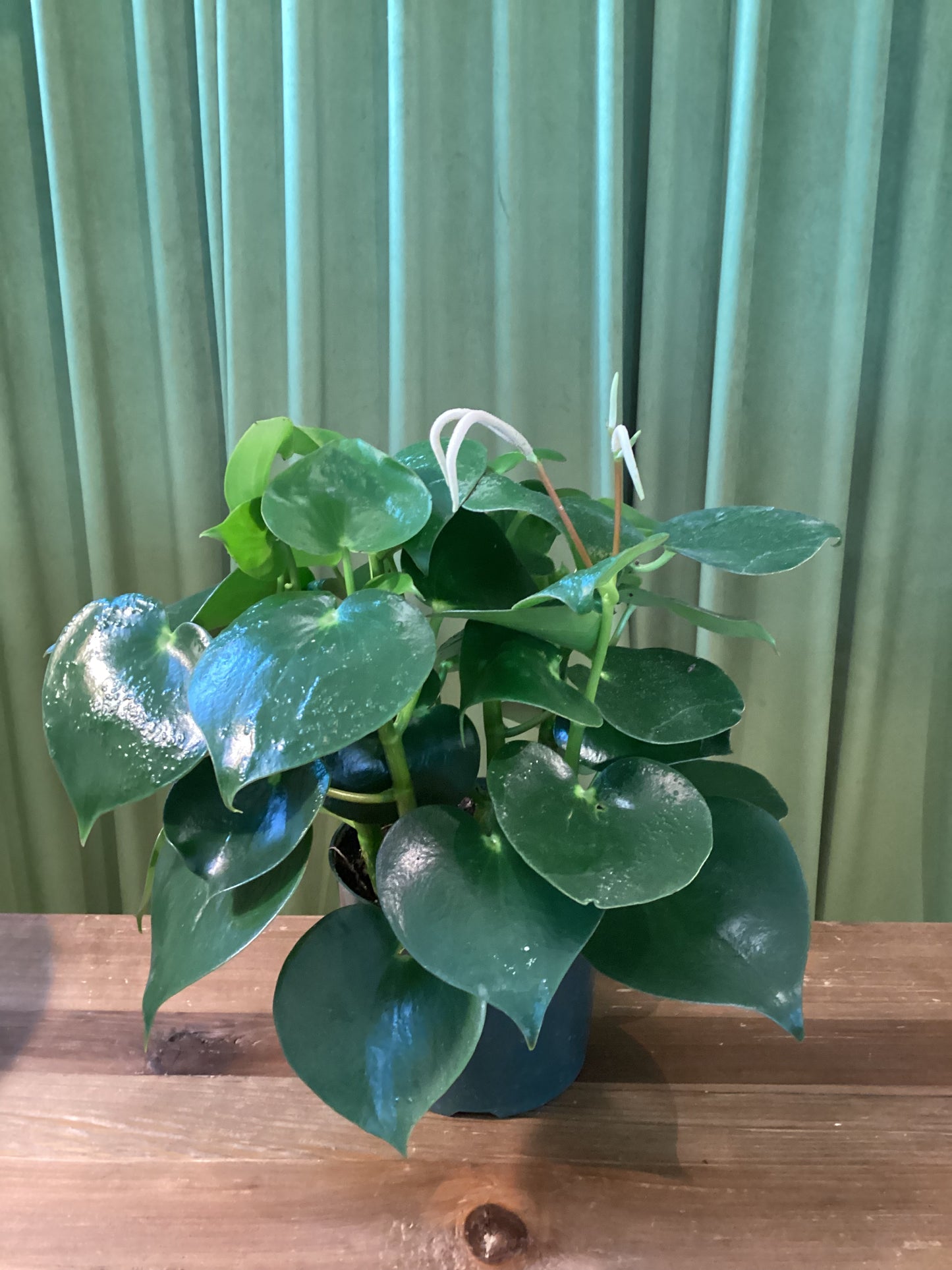 6in Owl Eye Peperomia