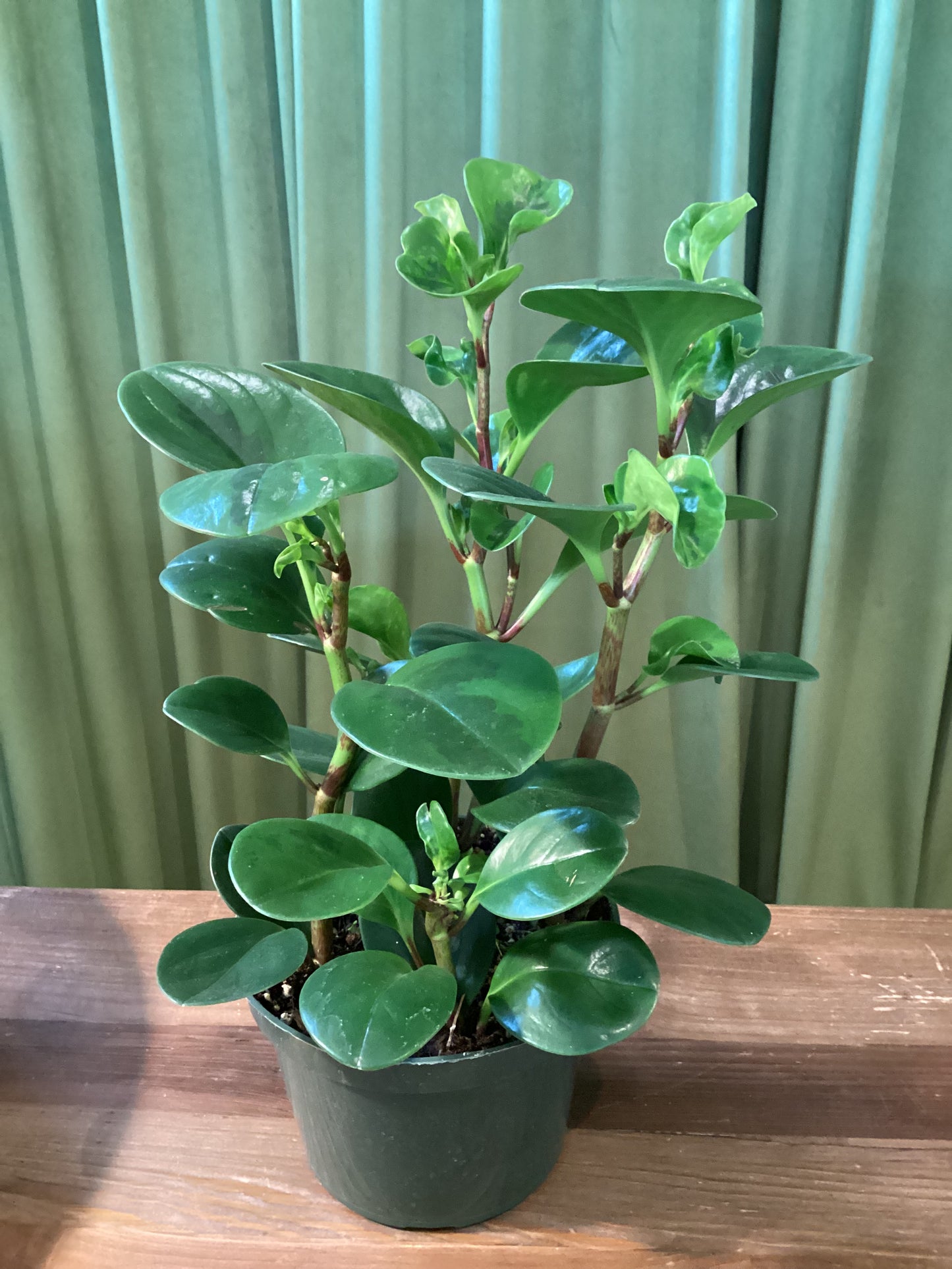 6in Peperomia