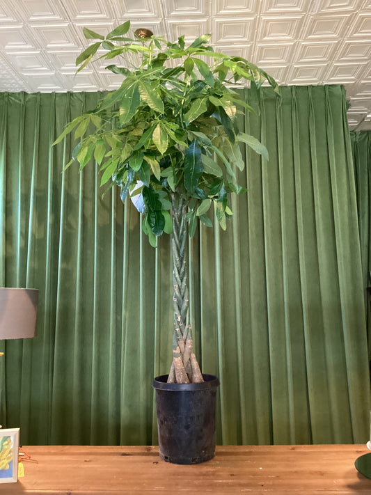 Money Tree Braid