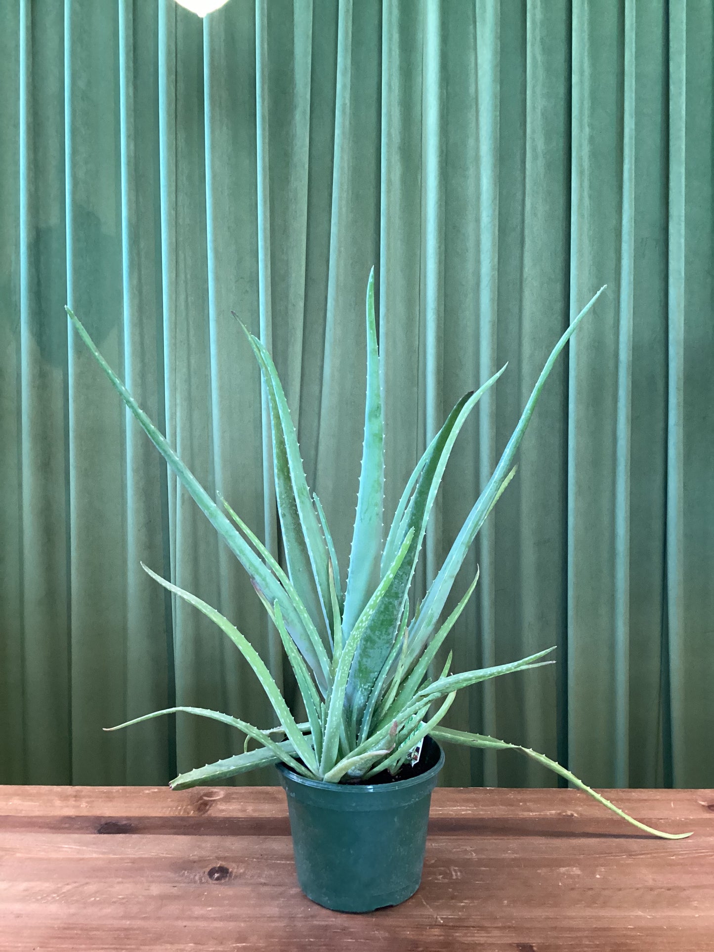 Aloe Vera 8in