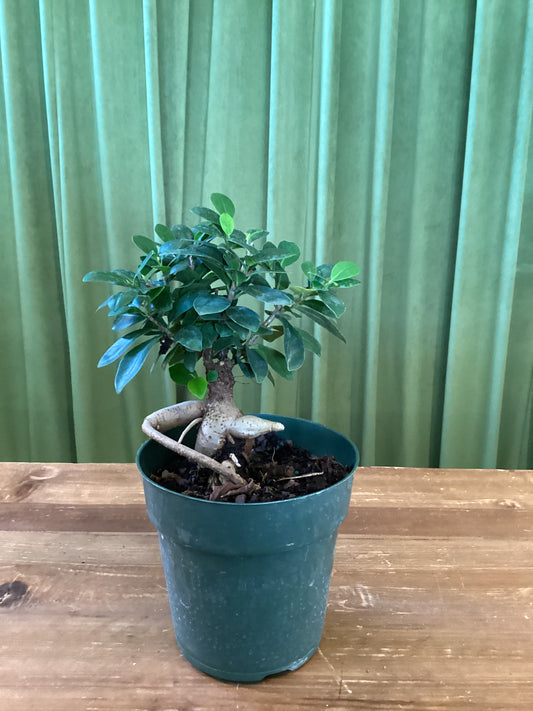 Ficus Ginseng 6in