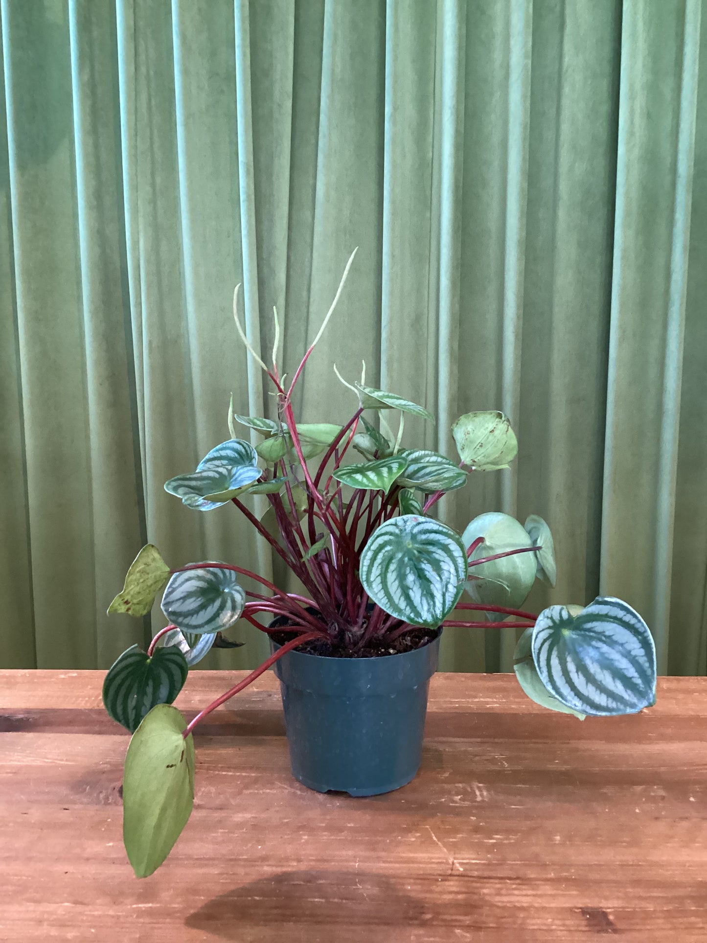 Peperomia