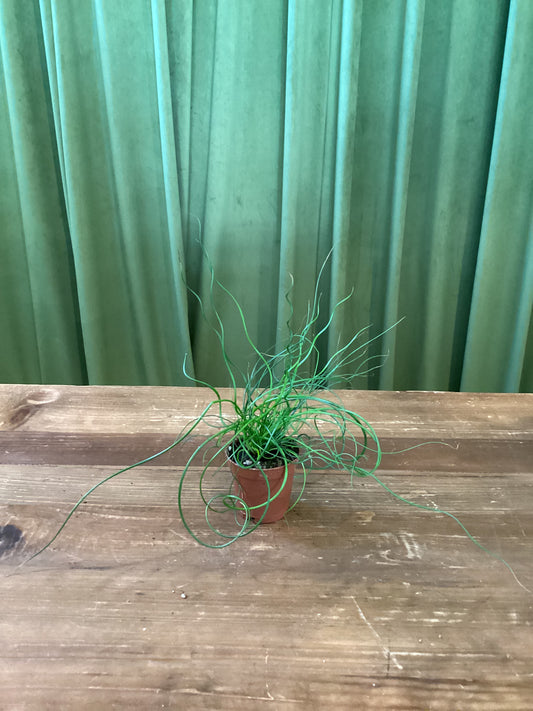 Juncus Spirales 2in