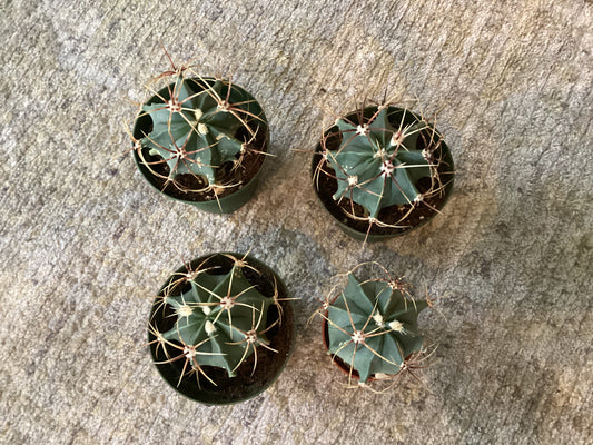 Barrel Cactus