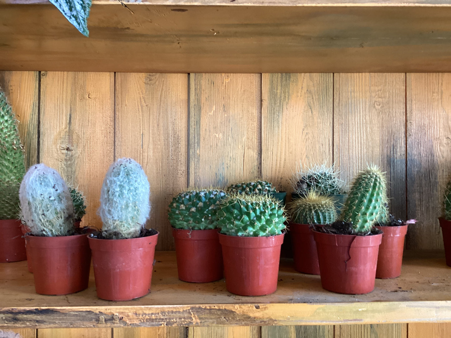 Cactus Variety