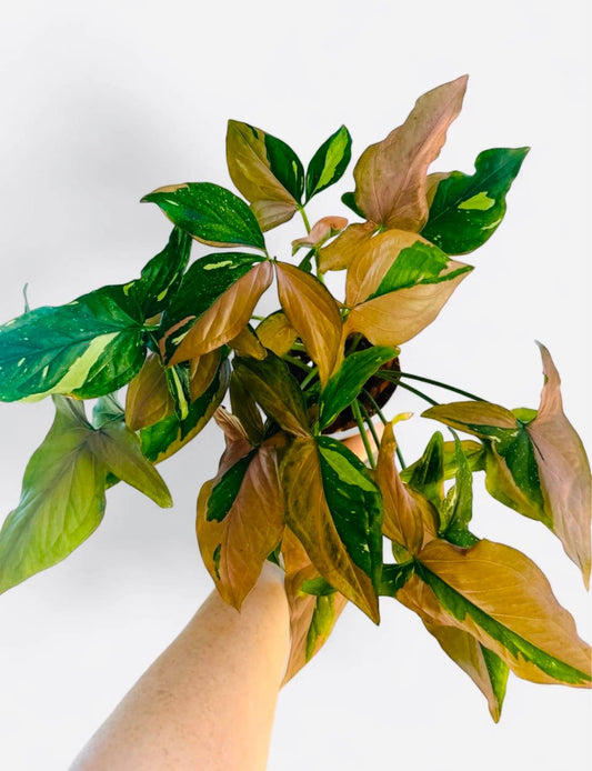 Large Syngonium Tricolor